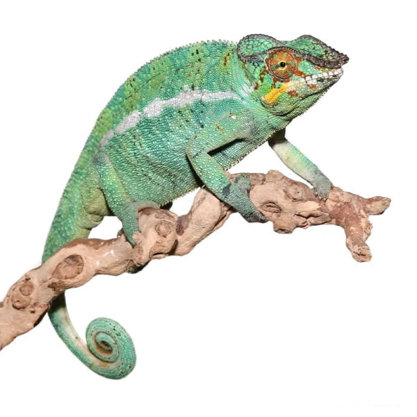 Caméléon panthère - Furcifer pardalis Nosy Be mâle ou femelle