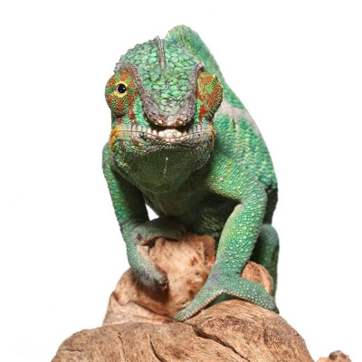 Furcifer pardalis de la localité Nosy Be aux couleurs bleues et turquoises. Furcifer pardalis de la localité Nosy Be aux couleurs bleues et turquoises.