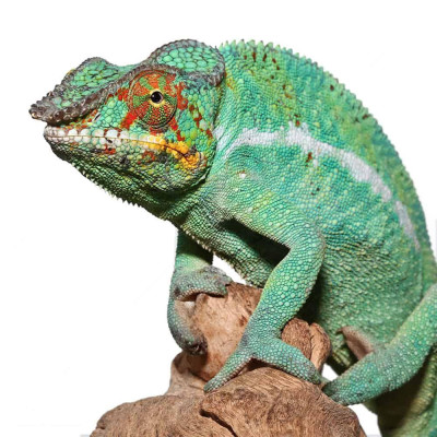 Caméléon Panthère Nosy Be (Furcifer pardalis) mâle ou femelle. Caméléon Panthère Nosy Be (Furcifer pardalis) mâle ou femelle.