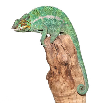 Spécimen de Caméléon Panthère Nosy Be disponible à la vente. Spécimen de Caméléon Panthère Nosy Be disponible à la vente.