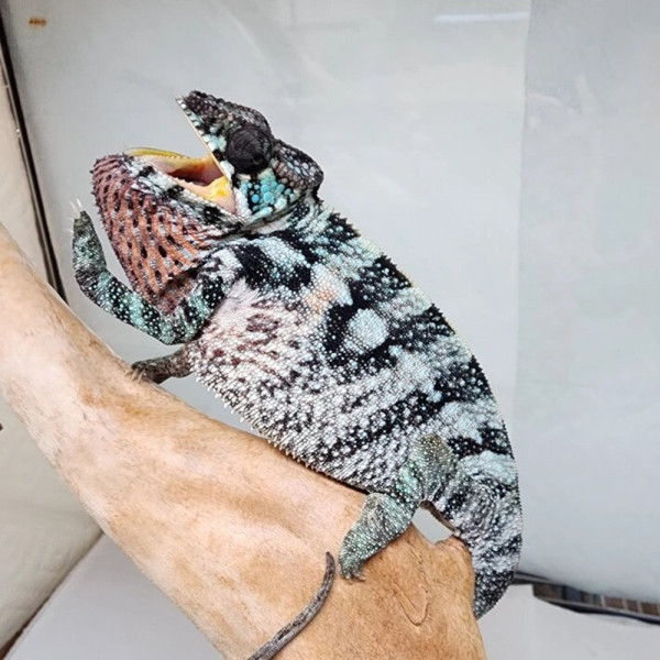 Caméléon panthère - Furcifer pardalis Nosy Be femelle CF2
