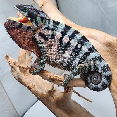 Furcifer pardalis de la localité Nosy Be aux couleurs bleues et turquoises. Furcifer pardalis de la localité Nosy Be aux couleurs bleues et turquoises.