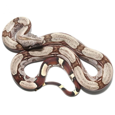 Achat boa c. constrictor "Surinam" (mâle ou femelle) Achat boa c. constrictor "Surinam" (mâle ou femelle)