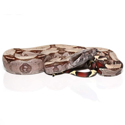 Achat boa c. constrictor "Surinam" (mâle ou femelle) Achat boa c. constrictor "Surinam" (mâle ou femelle)