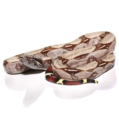 Achat boa c. constrictor "Surinam" (mâle ou femelle) Achat boa c. constrictor "Surinam" (mâle ou femelle)
