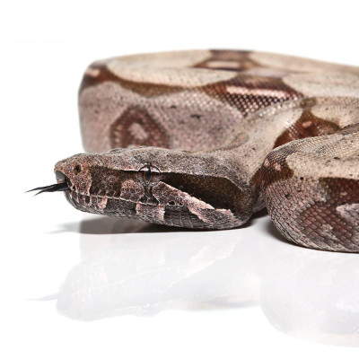 Achat boa c. constrictor "Surinam" (mâle ou femelle) Achat boa c. constrictor "Surinam" (mâle ou femelle)