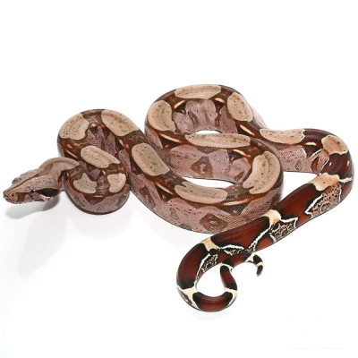 achat reptile boa, achat serpent boa constrictor, boa à queue rouge, boa constrictor Surinam à vendre achat reptile boa, achat serpent boa constrictor, boa à queue rouge, boa constrictor Surinam à vendre