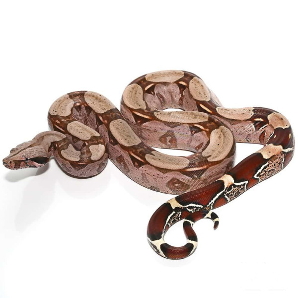 Boa c. constrictor Surinam jeune mâle ou femelle (1 an)