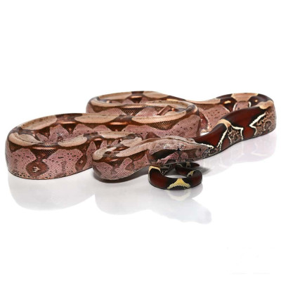 achat reptile boa, achat serpent boa constrictor, boa à queue rouge, boa constrictor Surinam à vendre achat reptile boa, achat serpent boa constrictor, boa à queue rouge, boa constrictor Surinam à vendre