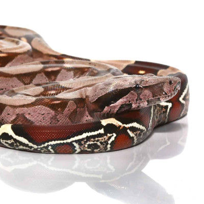 achat reptile boa, achat serpent boa constrictor, boa à queue rouge, boa constrictor Surinam à vendre achat reptile boa, achat serpent boa constrictor, boa à queue rouge, boa constrictor Surinam à vendre