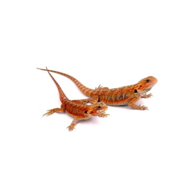 agame barbu juvénile à vendre, Pogona vitticeps, lézard exotique en captivité, dragon barbu, dragon barbu Red Hypo Transluscent agame barbu juvénile à vendre, Pogona vitticeps, lézard exotique en captivité, dragon barbu, dragon barbu Red Hypo Transluscent