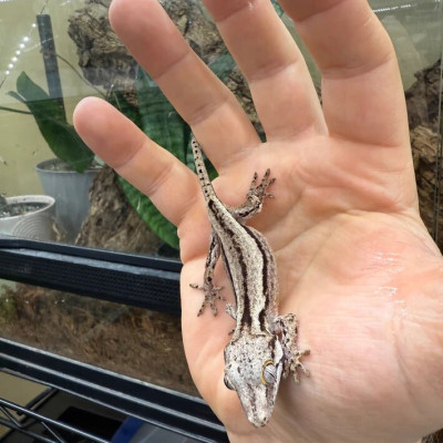 Gecko gargouille black and white stripe - Rhacodactylus auriculatus