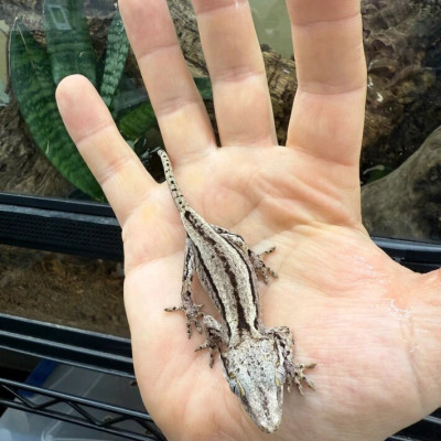 Gecko gargouille black and white stripe - Rhacodactylus auriculatus