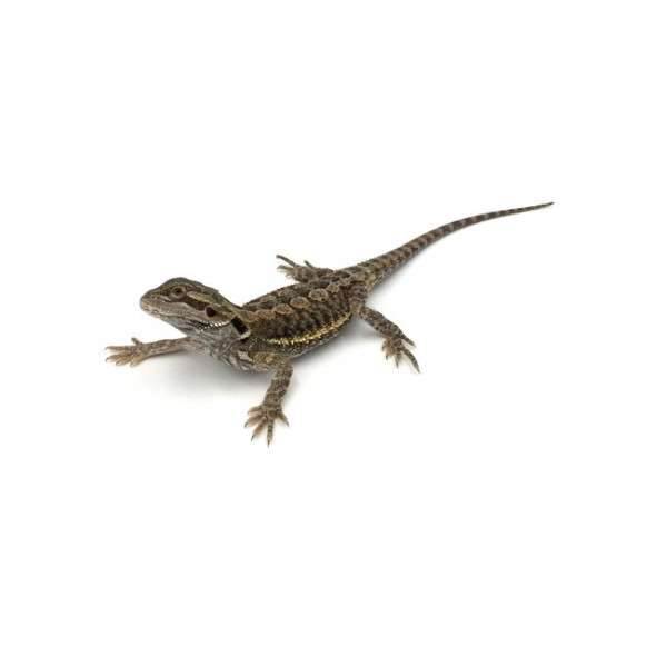 Pogona vitticeps – Agame barbu (Dragon barbu juvénile 10–12 cm)
