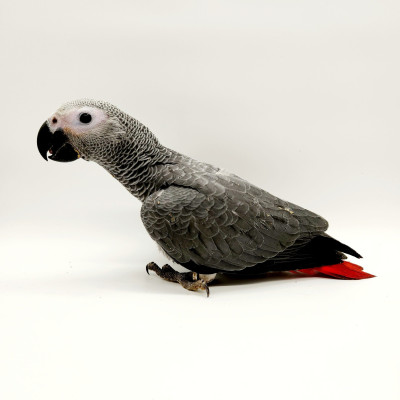 Perroquet Jaco en bonne santé - alimentation variée et soins optimaux