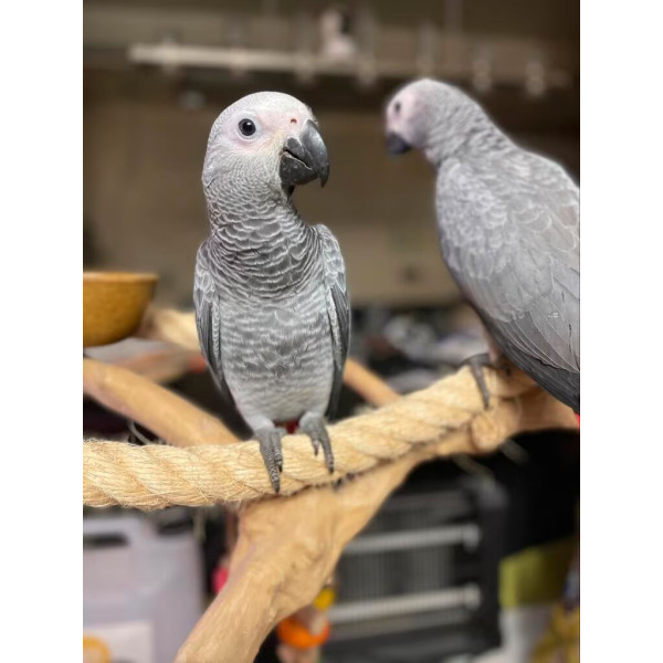 Perroquet gris du Gabon - Psittacus erithacus EAM (5 mois)  08