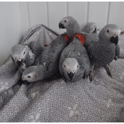 Perroquet gris du Gabon (Psittacus erithacus), EAM, mâle ou femelle.