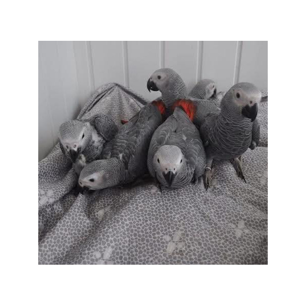 Perroquet gris du Gabon - Psittacus erithacus EAM (2 à 3 mois)