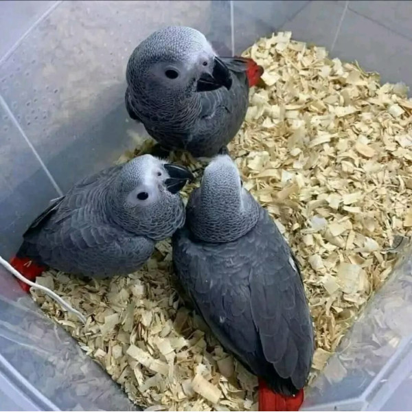 Perroquet gris du Gabon - Psittacus erithacus EAM (3 à 4 mois)
