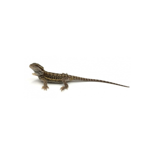 Pogona vitticeps – Agame barbu (Dragon barbu juvénile 15–20 cm)