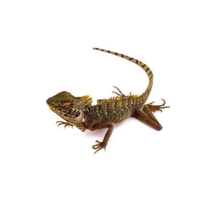 dragon des forêts femelle à vendre, Hypsilurus dilophus, lézard arboricole exotique, dragon couronné, achat lézard dragon des forêts femelle à vendre, Hypsilurus dilophus, lézard arboricole exotique, dragon couronné, achat lézard