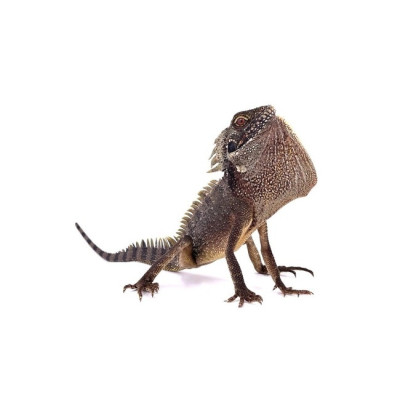 dragon des forêts femelle à vendre, Hypsilurus dilophus, lézard arboricole exotique, dragon couronné, achat lézard dragon des forêts femelle à vendre, Hypsilurus dilophus, lézard arboricole exotique, dragon couronné, achat lézard