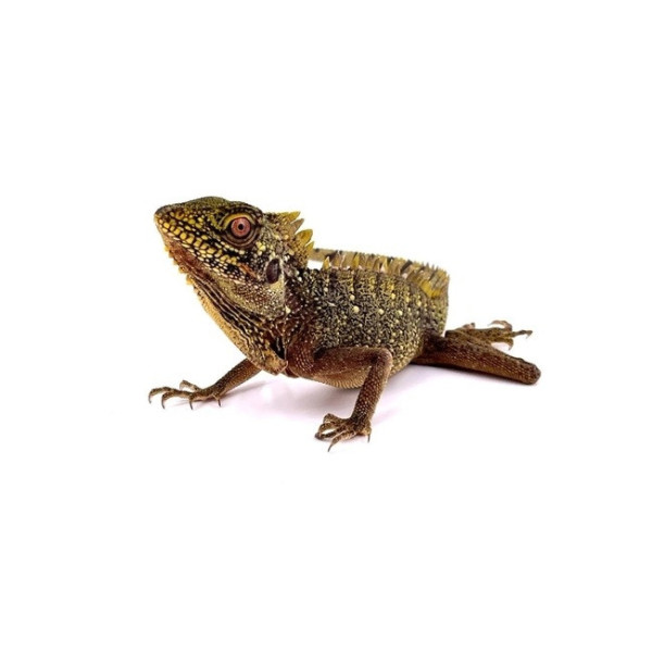 Hypsilurus dilophus – Dragon des forêts (femelle)
