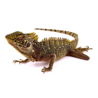 dragon des forêts femelle à vendre, Hypsilurus dilophus, lézard arboricole exotique, dragon couronné, achat lézard dragon des forêts femelle à vendre, Hypsilurus dilophus, lézard arboricole exotique, dragon couronné, achat lézard