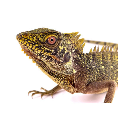 dragon des forêts femelle à vendre, Hypsilurus dilophus, lézard arboricole exotique, dragon couronné, achat lézard dragon des forêts femelle à vendre, Hypsilurus dilophus, lézard arboricole exotique, dragon couronné, achat lézard