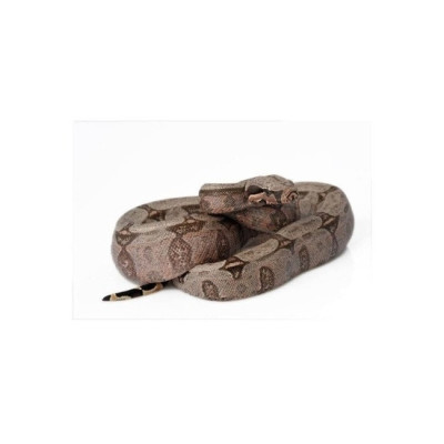 achat reptile, achat serpent boa constrictor, boa constrictor amarali achat reptile, achat serpent boa constrictor, boa constrictor amarali