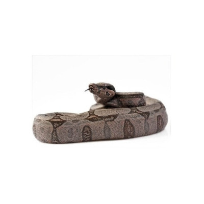 achat reptile, achat serpent boa constrictor, boa constrictor amarali achat reptile, achat serpent boa constrictor, boa constrictor amarali