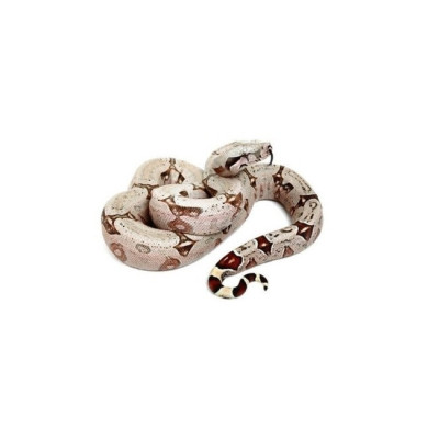 achat reptile, achat serpent boa constrictor, boa constrictor amarali achat reptile, achat serpent boa constrictor, boa constrictor amarali