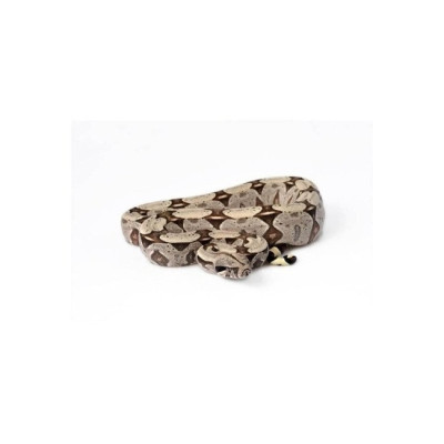 achat reptile boa, achat serpent boa constrictor, boa à queue rouge, boa constrictor Surinam à vendre achat reptile boa, achat serpent boa constrictor, boa à queue rouge, boa constrictor Surinam à vendre
