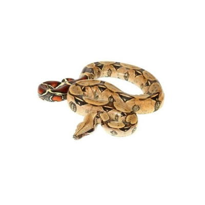 achat reptile boa, achat serpent boa constrictor, boa à queue rouge, boa constrictor Surinam à vendre achat reptile boa, achat serpent boa constrictor, boa à queue rouge, boa constrictor Surinam à vendre