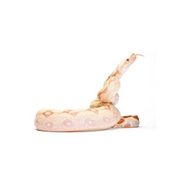Boa constrictor imperator albinos Sharp adulte (mâle ou femelle)