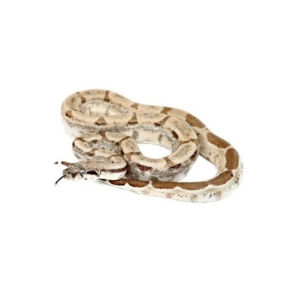 Boa constrictor imperator Anery het Snow adulte (mâle ou femelle)