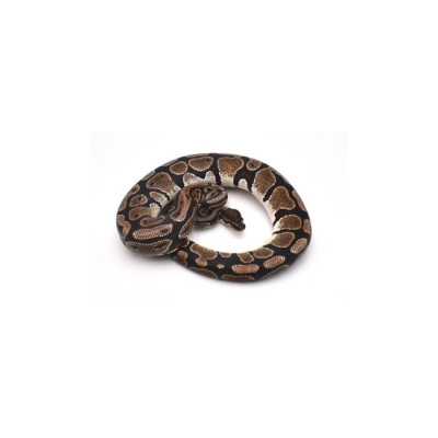 achat reptile python regius, achat serpent python royal, python regius axanthic TSK, python regius het piebald, python royal