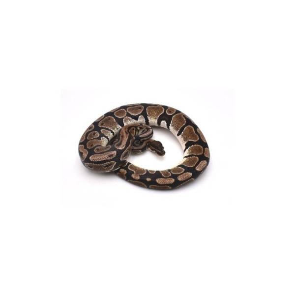 Python regius mâle Axanthic TSK 100% het Piebald 50% poss het Desert Ghost
