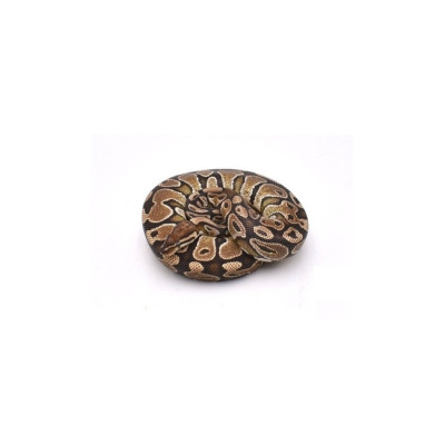 python regius special, python regius het piebald, python regius femelle, serpent constricteur, python royal