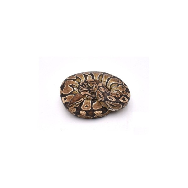 Python regius femelle - Special 100% het Piebald