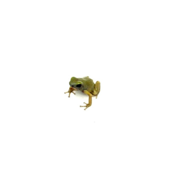 Dendrobates auratus ‘Peña Blanca’ – Grenouille dendrobate
