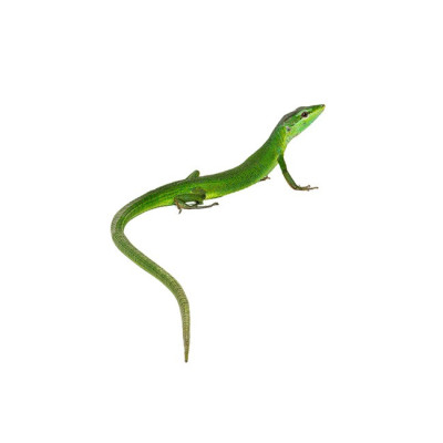 achat lézard Takydromus dorsalis, lézard vert longue queue, achat reptile asiatique tropical, achat lézard rare terrarium