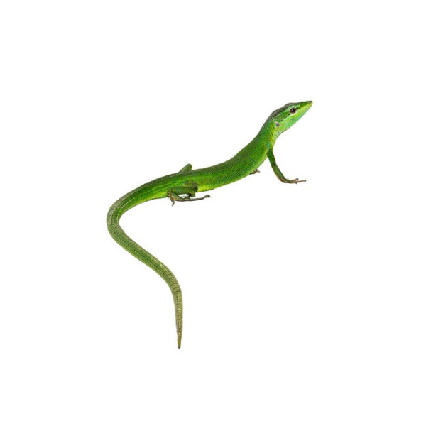 Takydromus dorsalis – Lézard des prairies de Sakishima