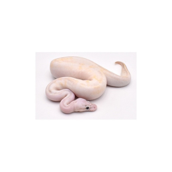 Python regius Mâle - Pastel Ivory