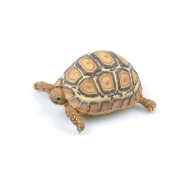 tortue léopard à vendre, achat Stigmochelys pardalis, achat tortue terrestre, reptile herbivore, tortue UE captive bred tortue léopard à vendre, achat Stigmochelys pardalis, achat tortue terrestre, reptile herbivore, tortue UE captive bred