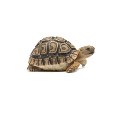 tortue léopard à vendre, achat Stigmochelys pardalis, achat tortue terrestre, reptile herbivore, tortue UE captive bred tortue léopard à vendre, achat Stigmochelys pardalis, achat tortue terrestre, reptile herbivore, tortue UE captive bred