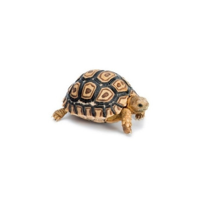tortue léopard à vendre, achat Stigmochelys pardalis, achat tortue terrestre, reptile herbivore, tortue UE captive bred tortue léopard à vendre, achat Stigmochelys pardalis, achat tortue terrestre, reptile herbivore, tortue UE captive bred