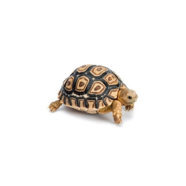 Tortue léopard – Stigmochelys pardalis