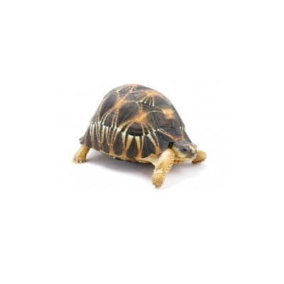 tortue étoilée Madagascar, Astrochelys radiata NC, reptile CITES à vendre, tortue terrestre exotique, tortue radiée captivité tortue étoilée Madagascar, Astrochelys radiata NC, reptile CITES à vendre, tortue terrestre exotique, tortue radiée captivité