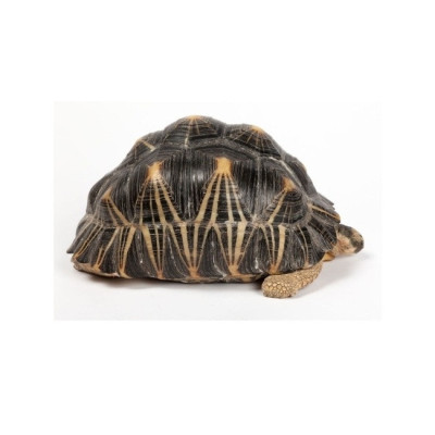 tortue étoilée Madagascar, Astrochelys radiata NC, reptile CITES à vendre, tortue terrestre exotique, tortue radiée captivité tortue étoilée Madagascar, Astrochelys radiata NC, reptile CITES à vendre, tortue terrestre exotique, tortue radiée captivité